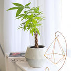 Braided Pachira Stump Money Tree (4 inch) - Lucky Houseplants - 4/6 inch Unique Live Decorative Houseplants - Easy to Care Indoor Plants, Perfect for Office, Home & Feng Shui Decor