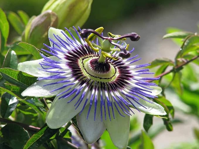 Seeds Passionflower Purple Beautiful Exotic Flower Perennial Outdoor Garden Cut Flowers for Planting Non GMO