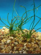 Marcus Fish Tanks Crinum Calamistratum Easy to Grow Hardy Live Aquarium Plant Betta Fish Plants
