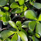 Jade Plant Live, Crassula Ovata in 2 Inch Pot, Air-Purifying, Low Maintenance, Perfect for Home and Office Décor, Easy Care Starter Plants