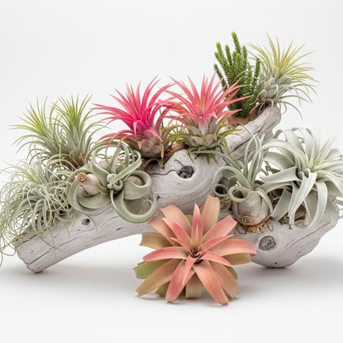 Pack 20 Mixed Ionantha Air Plants, Live Tillandsia, Bulk Airplants, Easy Care Houseplants for Indoor and Outdoor Planting