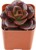 2" Live Succulent Plants Echeveria 'Melaco', Mini Potted Succulents, Easy Care Indoor Houseplant, Unique Gifts, Home Office Décor
