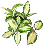 Hoya Carnosa Krimson Princess (4 inch) - Pet-Friendly Houseplants - Attractive Indoor Plants, Easy to Grow, Pet Safe Plants for Cats & Dogs, Ideal for Home Decor, Office & Gift