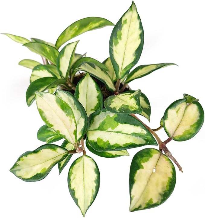 Hoya Carnosa Krimson Princess (4 inch) - Pet-Friendly Houseplants - Attractive Indoor Plants, Easy to Grow, Pet Safe Plants for Cats & Dogs, Ideal for Home Decor, Office & Gift