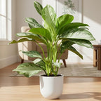 Chinese Evergreen 'Silver Bay' (6 inch) - Lucky Houseplants - 4/6 inch Unique Live Decorative Houseplants - Easy to Care Indoor Plants, Perfect for Office, Home & Feng Shui Decor