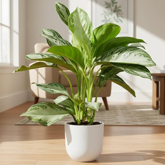 Chinese Evergreen 'Silver Bay' (6 inch) - Lucky Houseplants - 4/6 inch Unique Live Decorative Houseplants - Easy to Care Indoor Plants, Perfect for Office, Home & Feng Shui Decor