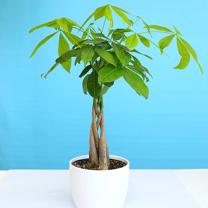 Birkin Philodendron in 6 Inch Pot for Indoor Plants Live Houseplants, Office Plants & Money Tree Plant Indoor House Plants, Chinese Money Plant Decor, Bonsai Tree Feng Shui Décor
