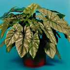 Corazon Elephant Ear (Aquino) - Alocasia heterophylla - Live Plant