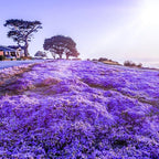 21000+ Creeping Thyme Seeds for Planting Outdoor-Perennial Non-GMO Thymus Serpyllum Magic Carpet Ground Cover Herb Plant in Home Garden