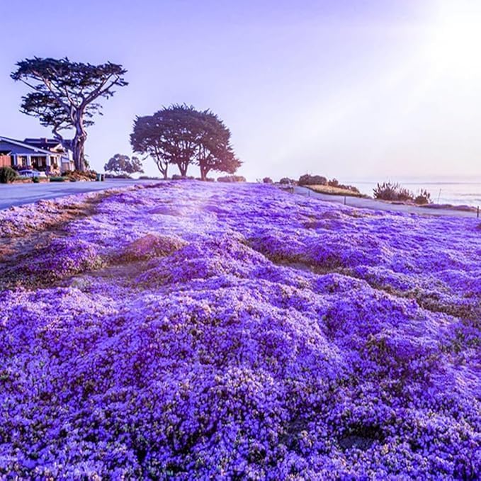 21000+ Creeping Thyme Seeds for Planting Outdoor-Perennial Non-GMO Thymus Serpyllum Magic Carpet Ground Cover Herb Plant in Home Garden