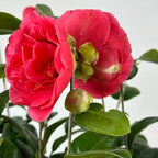 Blooming & Beautiful - Kramer's Supreme Camellia - 3 gal - Evergreen Shrub - Large Bright Rosy Red Peony Form Blooms - Zones 7-9 - Camellia Japonica ‘Kramer’s Supreme’ - 3 Gallon Pot