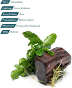 SubstrateSource Live Planted Decor - Bucephalandra Green Wavy on Driftwood - Bright Freshwater Aquatic Plant, Low to Medium Light, Foreground to Midground Tank Placement for Aquascaping - 1 Pack