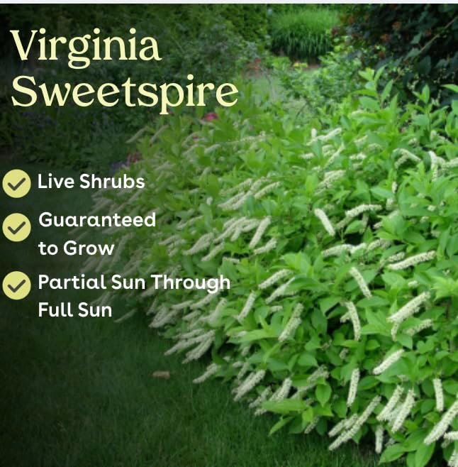 Virginia Sweetspire 4 Live Shrub (Itea virginica) – Native Pollinator Shrub with Fragrant White Flowers – 1 Gallon Pot, 2–3 ft Plant