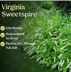 Virginia Sweetspire 2 Live Shrub (Itea virginica) – Native Pollinator Shrub with Fragrant White Flowers – 1 Gallon Pot, 2–3 ft Plant