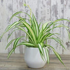 RedCrocus Spider Plant- Chlorophytum comosum Indoor Houseplant, Low Maintenance, Air Purifying, Pet-Safe Variegated Green & White Foliage, Perfect for Office or Home Decor 8" Hanging Baske
