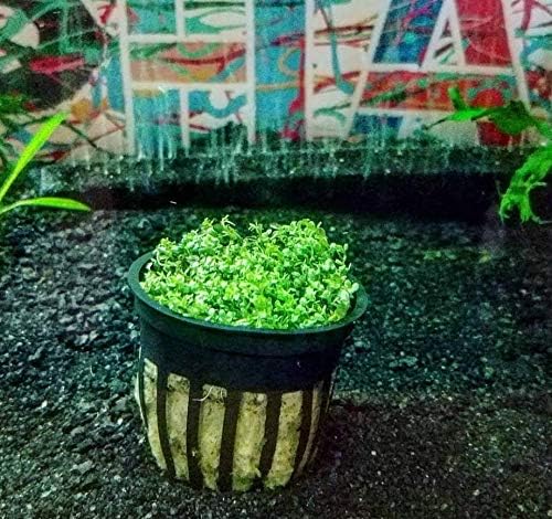 Greenpro Dwarf Baby Tears Hemianthus Callitrichoides Cuba Potted Java Moss Live Aquatic Plants for Aquarium Freshwater Fish Tank