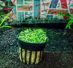 Greenpro Dwarf Baby Tears Hemianthus Callitrichoides Cuba Potted Java Moss Live Aquatic Plants for Aquarium Freshwater Fish Tank