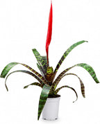 Bromeliad Flaming Sword Live Plant with Flower, Bromeliads Live Plant, Flowering Indoor Plants, Perfect Mothers Day Plants Gift, Colorful Live Plants