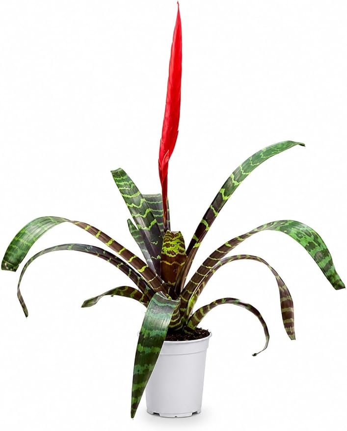 Bromeliad Flaming Sword Live Plant with Flower, Bromeliads Live Plant, Flowering Indoor Plants, Perfect Mothers Day Plants Gift, Colorful Live Plants