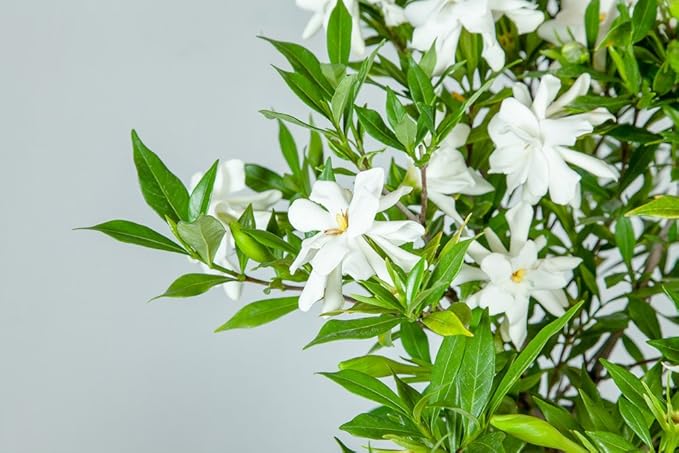 Perfect Plants Frostproof Gardenia Live Plant, 3 Gallon Pot