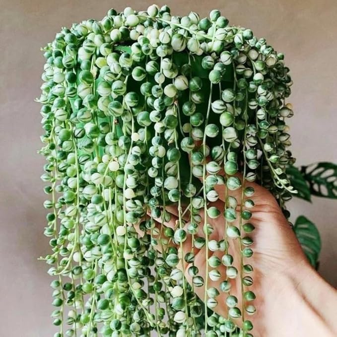 Variegated String of Pearls Plant Live, Rare Succulent Trailing Vine in Pot, Indoor Houseplant