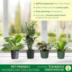 Thorsen's Greenhouse Live Pet Safe Houseplants (4 Pack), Easy to Grow, Pet Friendly & Non-Toxic, Grower's Choice Bundle, 4-inch Diameter Established Plants, Nursery Pot (4-Pack)