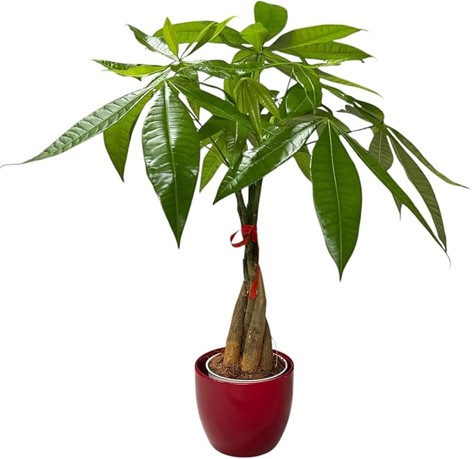 Money Tree Live Plant | 14-22 Inches Tall Bonsai | Easy to Grow Indoor Houseplant | Home, Office, or Room Decor | Birthday, Housewarming Gift (Red)