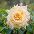 Fragrant Rose Plant Live Bush Shrub or Climbing, Old-Fashioned Roses Summer Rebloomer in 2.5 Inch Pot, Lanscape Rose Plant (Assorted) (Creamy Yellow)