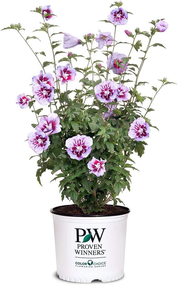 Proven Winners 2 Gal. Purple Pillar Rose of Sharon (Hibiscus) Shrub
