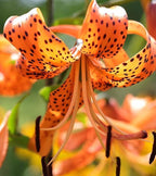 50PCS Orange Tiger Lily Seeds Rare Bloom Flower Seeds Heirloom