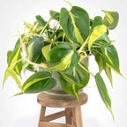 Philodendron Hederaceum Brasil Live Plant for Indoor | Different Houseplants in 4'' & 6'' Pot | Real House Plant for Living Room, Office, Desk & Bathroom | Cordatum