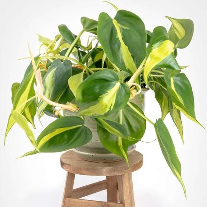 Philodendron Hederaceum Brasil Live Plant for Indoor | Different Houseplants in 4'' & 6'' Pot | Real House Plant for Living Room, Office, Desk & Bathroom | Cordatum