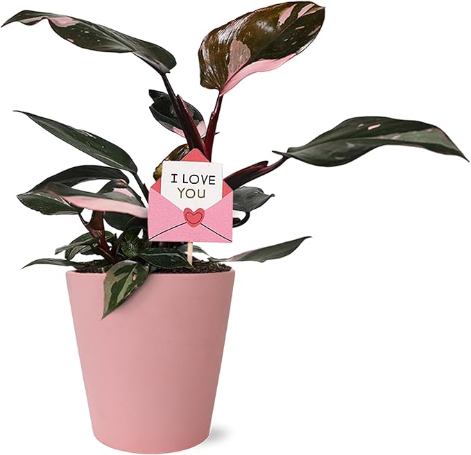 Green Circle Growers 5" Pink Princess Philodendron – Love You Edition in Pink Decorative Pot, Live Indoor Houseplant