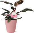 Green Circle Growers 5" Pink Princess Philodendron – Love You Edition in Pink Decorative Pot, Live Indoor Houseplant