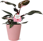 Green Circle Growers 5" Pink Princess Philodendron – Love You Edition in Pink Decorative Pot, Live Indoor Houseplant