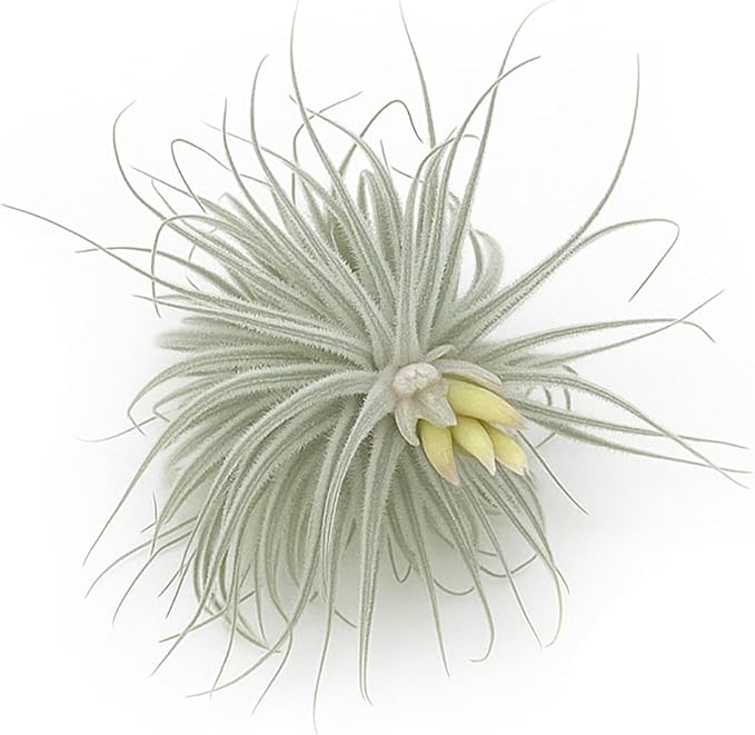 ragnaroc Live air Plant - Tillandsia Tectorum Air Plant 4-6" – 5ct – Unique Shape with Silvery Fuzz – Low Maintenance Houseplant – Perfect for Decor, Terrariums, Gifts - Live Arrival Guaranteed