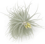 ragnaroc Live air Plant - Tillandsia Tectorum Air Plant 4-6" – 3ct – Unique Shape with Silvery Fuzz – Low Maintenance Houseplant – Perfect for Decor, Terrariums, Gifts - Live Arrival Guaranteed