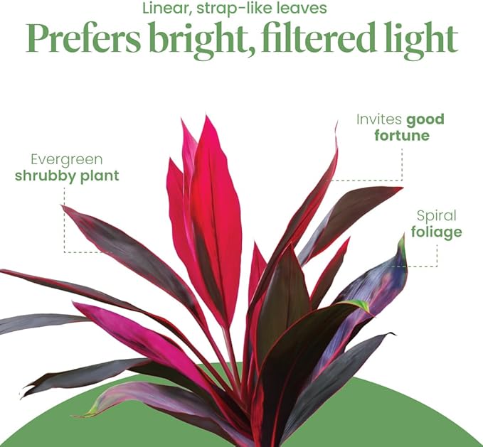 American Plant Exchange Ti Plant 'Sister' – 10-Inch Pot – Live Easy Care Indoor Houseplant, Air-Purifying, Bright Light Tropical Plant for Home, Garden Patio Decor
