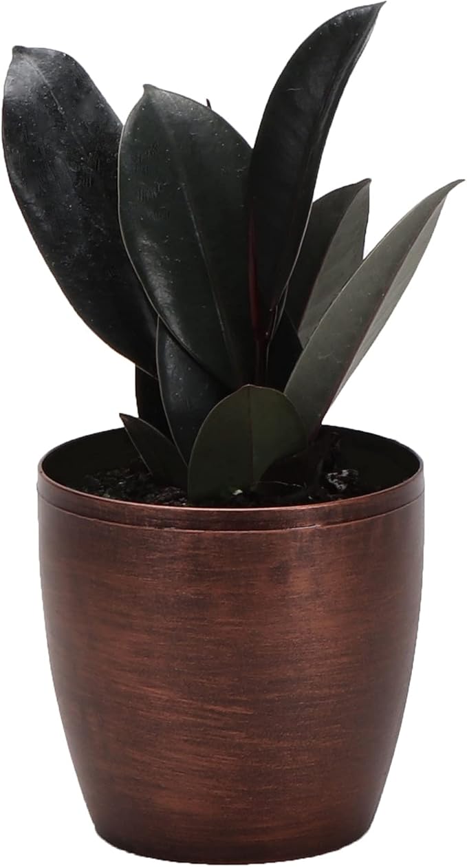 Thorsen's Greenhouse Ficus elastica, Live Indoor Plant, Rare Variety, Natural Air Purifier, Burgundy Rubber Plant, 4-Inch Diameter Pot (Copper)