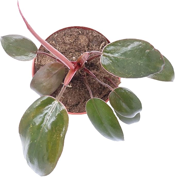 Philodendron Burgundy Princess - 4'' from California Tropicals