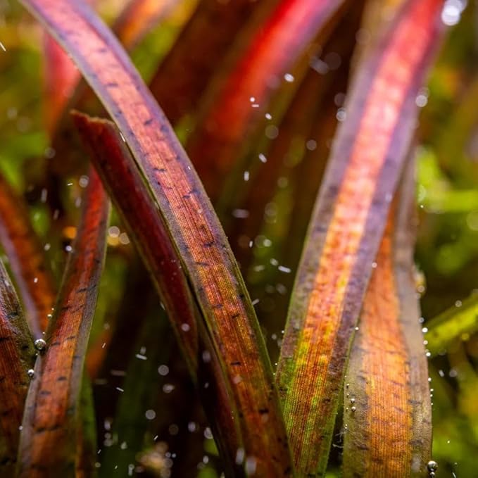 SubstrateSource Live Plant - Tall Grass, Vallisneria Spiralis 'Leopard' - Easy Care, Moderate to High Light, Rosette Accent, Freshwater Aquatic Plant for Aquascaping - Lead Bunch