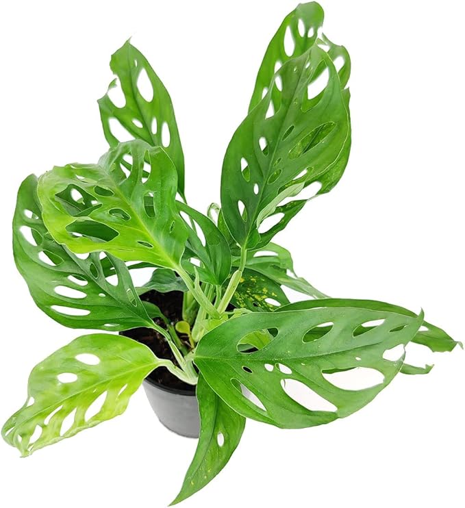 Monstera Adansonii 'Swiss Cheese' (4" Grower Pot) - Air-Purifying Houseplant with White Flowers | Live Healthy Houseplant for Gift or Home Decoration