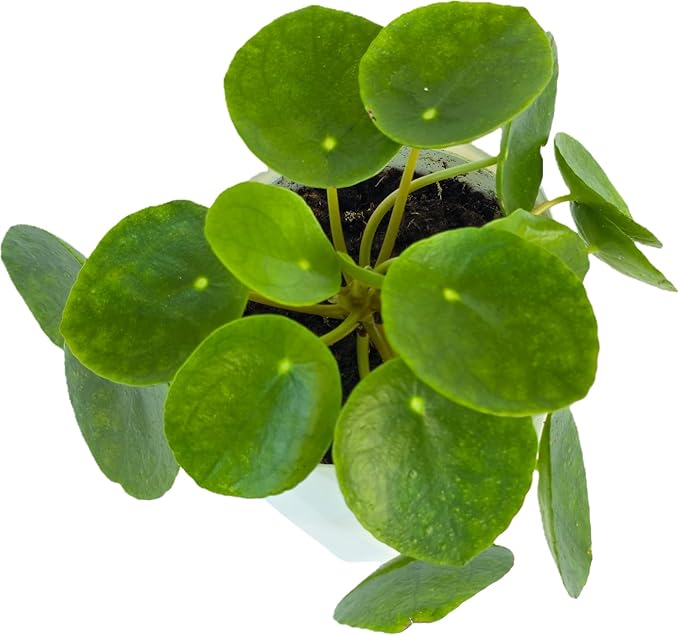 Chinese Money Plant Live (Pilea Peperomioides) in White Geometric Self-Watering Planter, Modern Indoor Houseplant, Minimalist Home & Office Desk Decor, Easy Care Gift, Air Purifying Plant