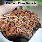 YISZM Clay Pebbles for Plants, 8mm-12mm Expanded LECA Balls Plant Garden Soil, Hydroponic, Aquaponics, Natural Leca Balls for Soil Root Development, Orchid Potting Mix, 5lb