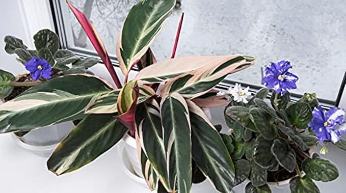 American Plant Exchange Stromanthe Triostar – 10-Inch Pot – Live Tropical Houseplant with Pink, Green & Cream Variegated Leaves, Pet-Friendly Easy Care Plant for Indoor Jungle & Home Décor