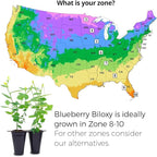 Blueberry Plant Biloxi (4 Pack) Live for Sale | Easy to Grow Plants | Edible Fruit Plant for Sustainable Living | Grow Your own Food on Your Edible Organic Garden| Live for Planting| No Seeds