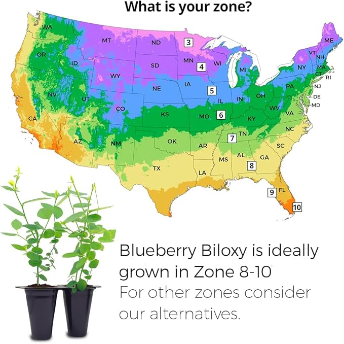 Blueberry Plant Biloxi (4 Pack) Live for Sale | Easy to Grow Plants | Edible Fruit Plant for Sustainable Living | Grow Your own Food on Your Edible Organic Garden| Live for Planting| No Seeds