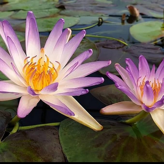 (Nymphaea Purple Joy) Tropical Water Lily Tuber Live Aquatic Plants for Freshwater Fish Pets Pond Balcony Decorations by Greenpro