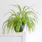 Healthy Spider Plant - Easy Care, Air-Purifying Houseplant (4 Spider Cups)