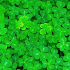 Freshwater Aquarium Decor, Easy Growing Dwarf Carpet for Fish Tank/Terrarium, Natural Aquatic Plant Growth Material – 1 Pack (Lucky Grass)